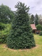 Grote mooie groene hulst boom 6 meter (rode bessen), Tuin en Terras, Planten | Bomen, Ophalen, Winter, Overige soorten, 400 cm of meer