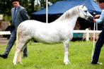 10 Jarige welsh A merrie, Non dressé, Jument, Vermifugé, Moins de 160 cm