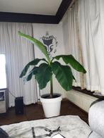 Bananenplant, Tuin en Terras, Ophalen