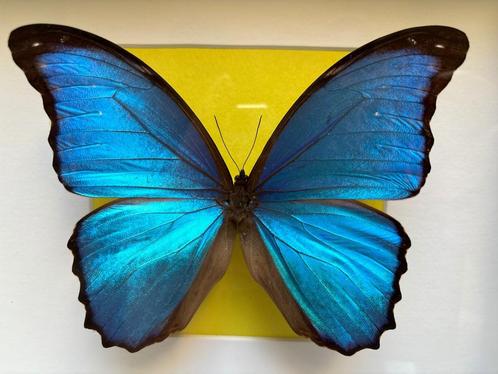 Tropische blauwe vlinder Morpho Didius in wit/geel kader met, Verzamelen, Dierenverzamelingen, Nieuw, Opgezet dier, Insect, Ophalen