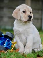 Labrador pups, Dieren en Toebehoren, België, Reu, CDV (hondenziekte), 8 tot 15 weken