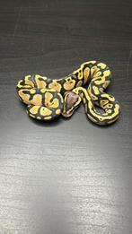 1.0 pastel dh axanthic tsk / clown, Slang, Tam, 0 tot 2 jaar