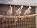 Valkparkieten 2025., Dieren en Toebehoren, Vogels | Overige Vogels, Tam