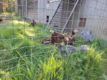  Jonge kippen Rhode Island Red en Amrock beschikbaar voor biedingen