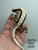 Wimpergekko man, Dieren en Toebehoren, Reptielen en Amfibieën