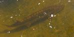 2 Diamantsteurs, Dieren en Toebehoren, Steur
