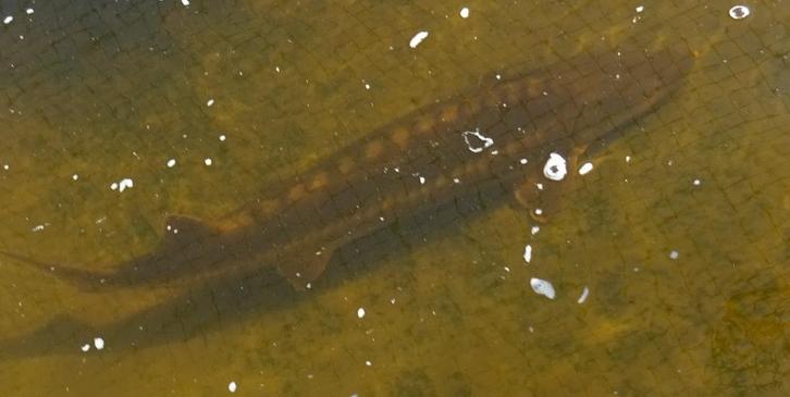 2 Diamantsteurs, Dieren en Toebehoren, Vissen | Vijvervissen, Steur