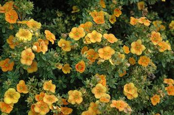 Potentilla fruticosa "mango tango" (struikganzerik)