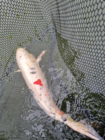 Koivissen tussen 65cm en 85cm beschikbaar voor biedingen