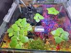 Aquariumplanten (drijfplanten, javavaren, levermos,....), Dieren en Toebehoren, Ophalen of Verzenden