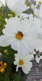 Cosmea, Ophalen