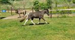 Minipaardjes merries AMHR en AMHR/ASPC, Dieren en Toebehoren, Merrie, 0 tot 2 jaar, A pony (tot 1.17m), Onbeleerd