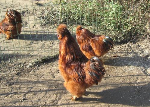Broedeieren van rode zijdehoenders, Dieren en Toebehoren, Pluimvee