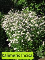 Kalimeris Incisa, zeer lange bloei, Ophalen, Zomer, Vaste plant, Volle zon