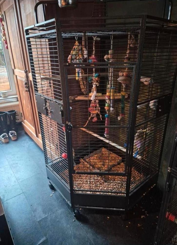 Grote montana  hoekkooi papegaai, Dieren en Toebehoren, Vogels | Hokken en Kooien, Ophalen