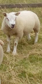 dekram, Dieren en Toebehoren, Schapen, Geiten en Varkens, Mannelijk, Schaap, 0 tot 2 jaar