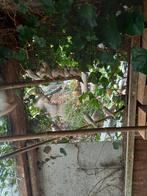 Zebravinken, Dieren en Toebehoren, Vogels | Overige Vogels