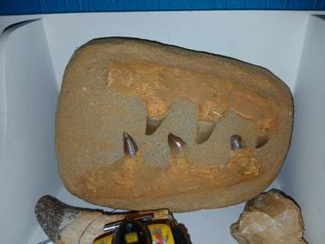 Mosasaurus kaakje beschikbaar voor biedingen