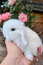 Prachtige minilop konijnen baby konijntjes, Dieren en Toebehoren, Konijnen, Klein, Hangoor, 0 tot 2 jaar
