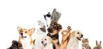 Cherche petit travail ( avec les animaux )