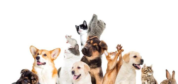 Cherche petit travail ( avec les animaux ), Vacatures, Profielen | Man/Vrouw zoekt werk