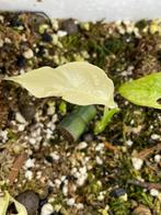 Rhaphidophora Tetrasperma Variegata White Mint, Enlèvement ou Envoi