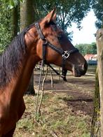 Dressuur Jaarling, Gechipt, Dressuurpaard, 0 tot 2 jaar, Hengst