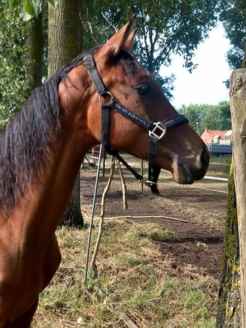 Dressuur Jaarling, Dieren en Toebehoren, Paarden, Hengst, Onbeleerd, 165 tot 170 cm, 0 tot 2 jaar, Dressuurpaard, Met stamboom