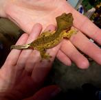 Gecko à cils (Arlequin), Animaux & Accessoires, Lézard, 0 à 2 ans