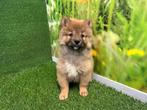 Kruising Shiba Inu x Keeshond pup, Dieren en Toebehoren, Honden | Niet-rashonden, CDV (hondenziekte), 8 tot 15 weken, Middel, België