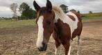 Bont merrie veulen met afstamming, Merrie, Springpaard, Gechipt, Niet van toepassing
