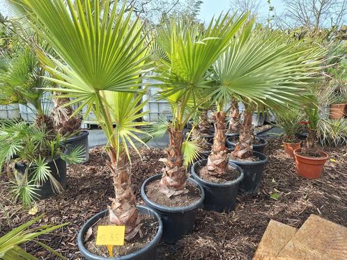 washingtonia robusta, Jardin & Terrasse, Plantes | Jardin, Enlèvement ou Envoi