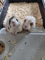 2 langharige cavia's (zusjes) met binnenkooi, Dieren en Toebehoren, Februari, Cavia