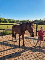 Brave E-pony, Dieren en Toebehoren, Paarden, Springpaard, Minder dan 160 cm, B, Gechipt