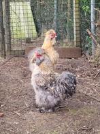 Koppel/trio zijdehoenders, Dieren en Toebehoren