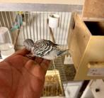 Grasparkieten double splits bfbw, Dieren en Toebehoren, Vogels | Parkieten en Papegaaien