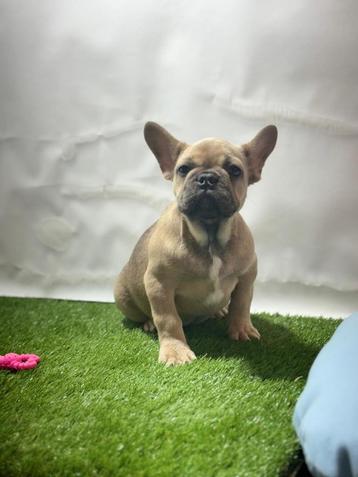 Franse bulldog pups beschikbaar voor biedingen