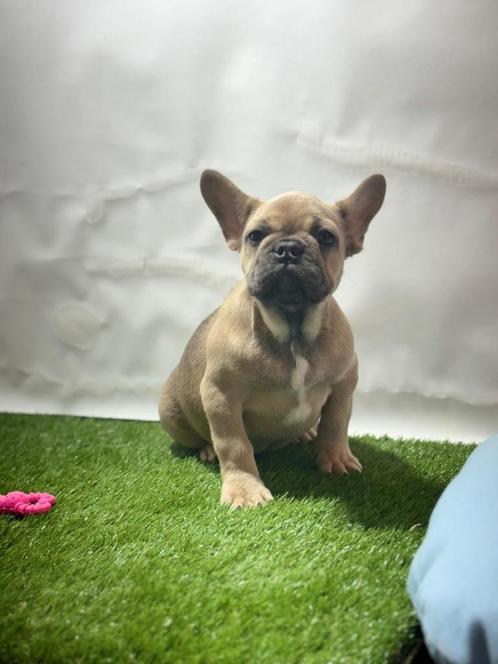 Franse bulldog pups, Dieren en Toebehoren, Honden | Bulldogs, Pinschers en Molossers, Meerdere dieren, Bulldog, Fokker | Professioneel