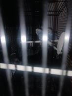 Te koop 2 mannen grasparkieten, Dieren en Toebehoren, Vogels | Parkieten en Papegaaien, Tam