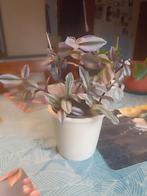 Tradescantia Nanouk, Huis en Inrichting, Kamerplanten, Ophalen of Verzenden