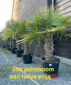 Palmbomen aan stuntprijzen!, Tuin en Terras, Ophalen