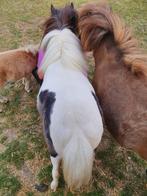 Shetland stamboekmerrietje, Dieren en Toebehoren, Merrie, Gechipt, 0 tot 2 jaar, A pony (tot 1.17m)