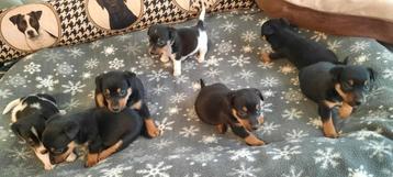 Jack Russel Black and Tan pups