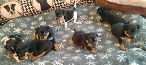 Jack Russel Black and Tan pups, Animaux & Accessoires, Chiens | Jack Russell & Terriers, Plusieurs animaux, Jack Russel Terrier