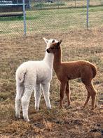 2 alpaca hengstveulens, Juni, Meerdere dieren