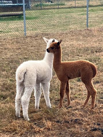 2 alpaca hengstveulens beschikbaar voor biedingen