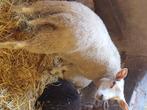 Moutons pour la fête, Schaap, Mannelijk