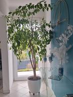 Heteropanax, Ophalen