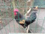 plusieurs jeunes coqs, Animaux & Accessoires, Volatiles, Mâle, Poule ou poulet