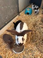 Papillons de race pure